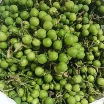 

Tekokak takokak 1pack