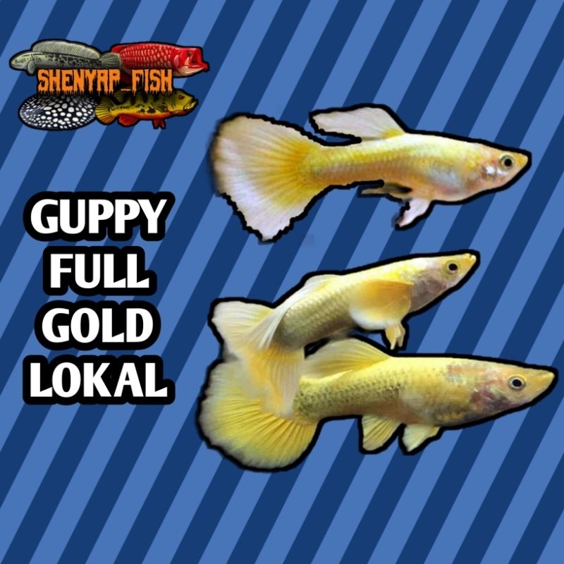 Hiasan Guppy Full Gold 1 pasang