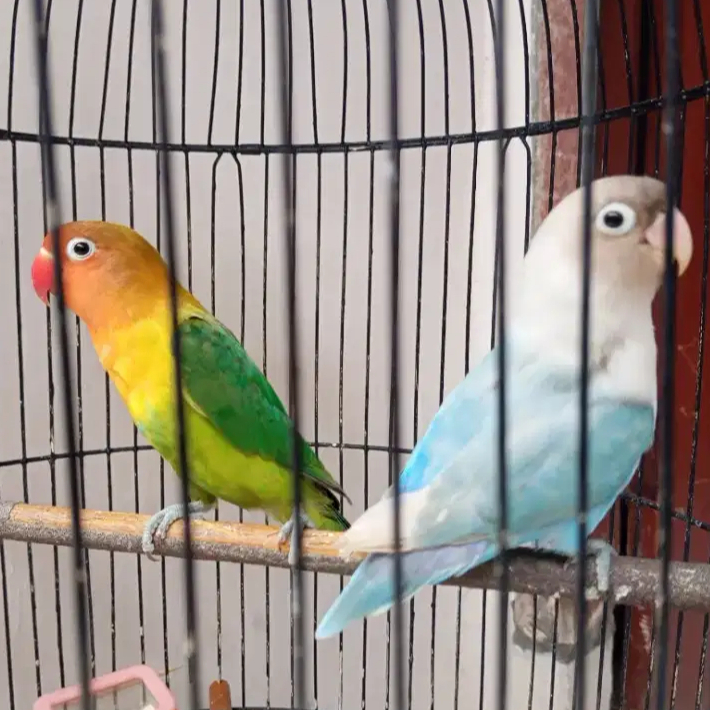 Burung Lovebird Sepasang Warna Euwing Green & Pastel Biru