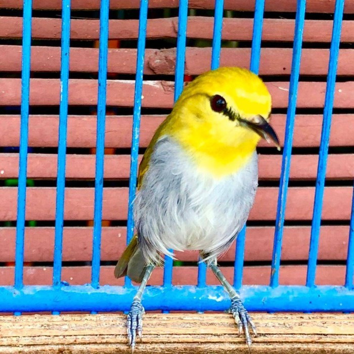 Pleci Wallacea Pleci Kepala Emas Pilihan Jantan Pur Total Bunyi