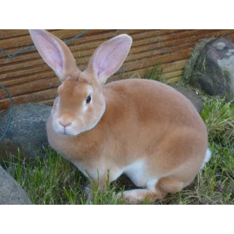 KELINCI REX BULU KARPET/ PURE BRED/ TANPA SILANGAN