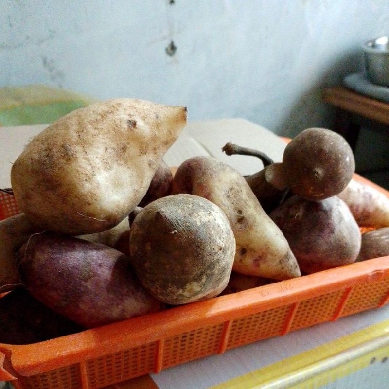 

ubi yakon/yacon + adm