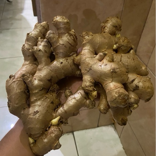 

jahe gajah kemasan 250gr super segar grade A