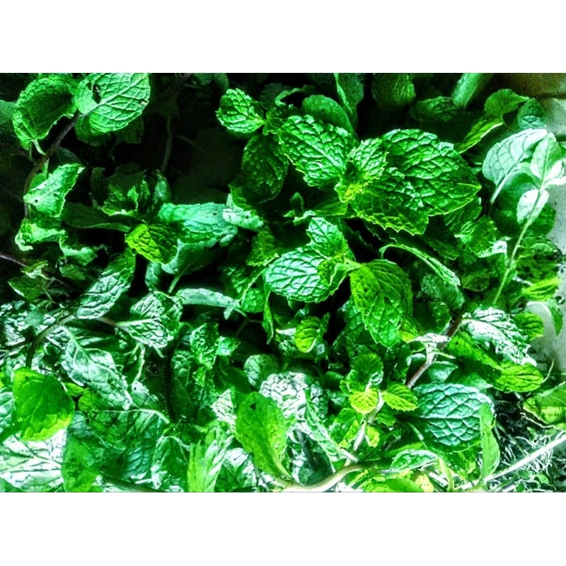 

daun min segar masih pers baru di patik/500grm