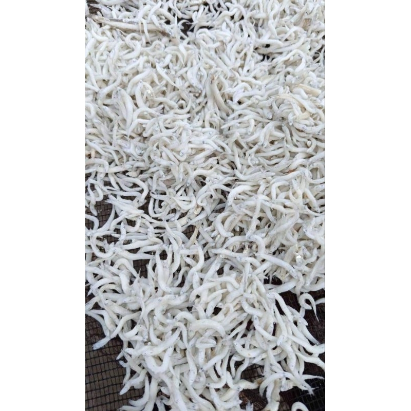 

Ikan Teri Nasi Pulau Pasaran Lampung