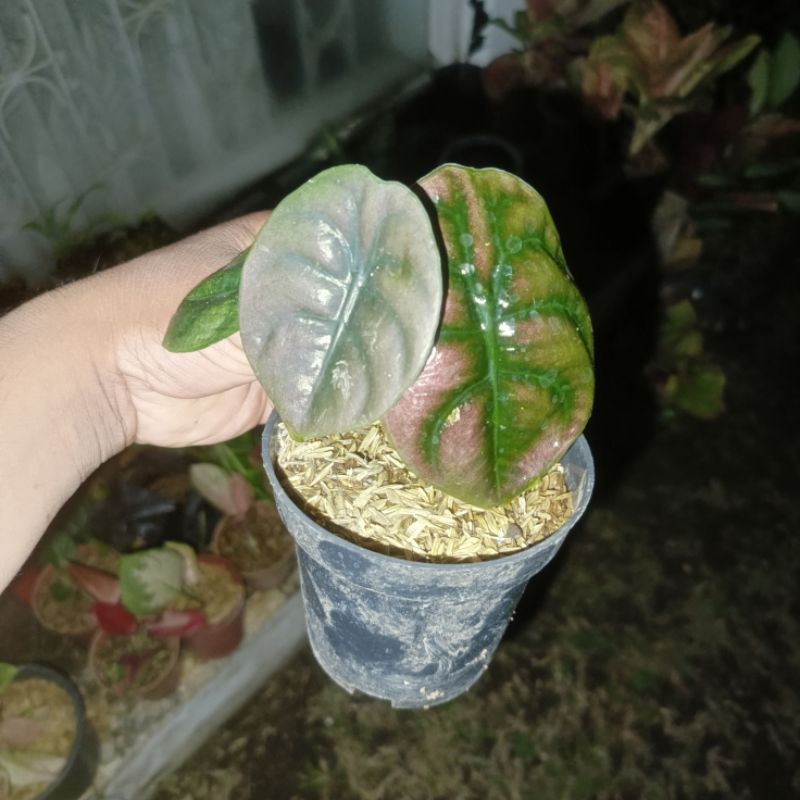 alocasia cuprea