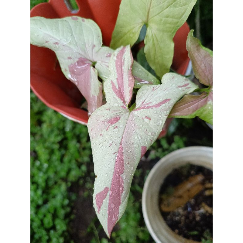 syngonium strawberry milk