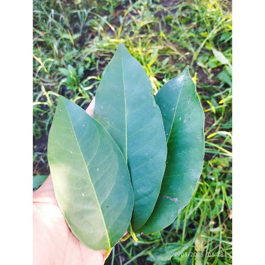 

Daun Salam Fresh muda segar isi 100 lembar hanya 4000