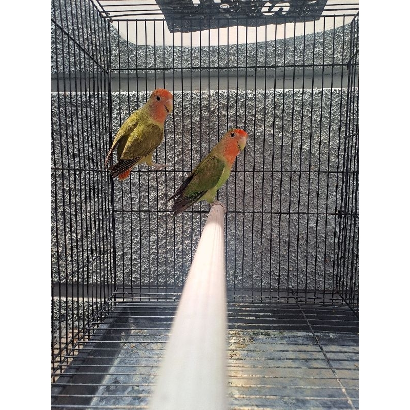 Lovebird Paud Nonklep (NK) Green/Opaline x Green Opaline