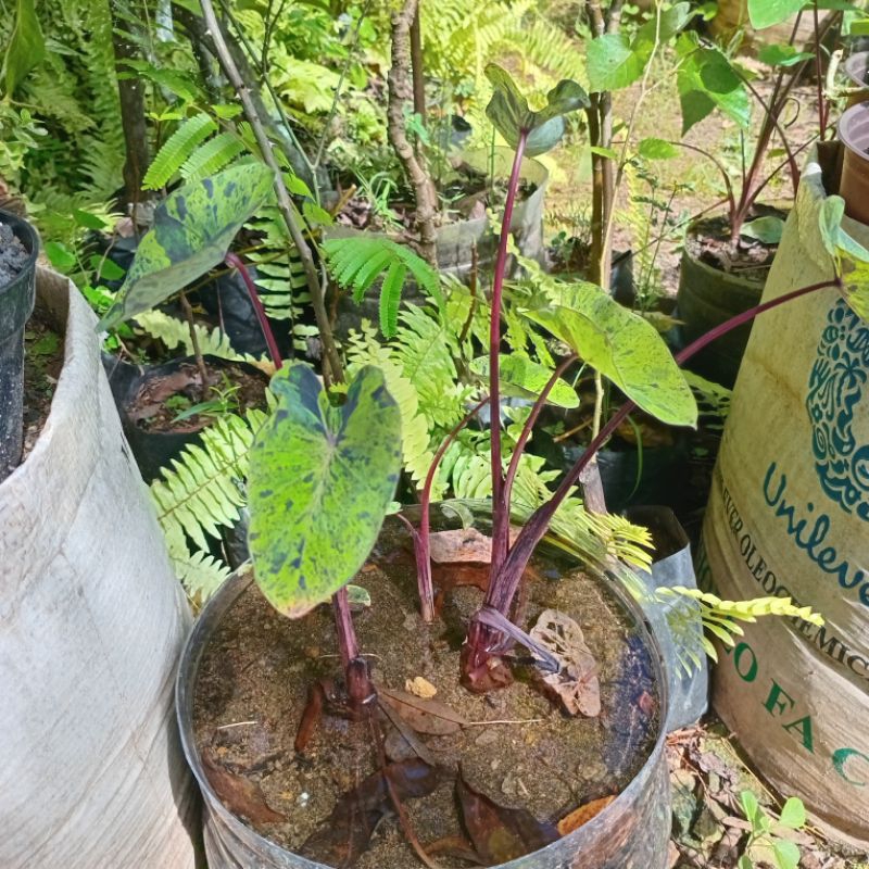 Mokilo43 Tanaman Hias Colocasia Mojito