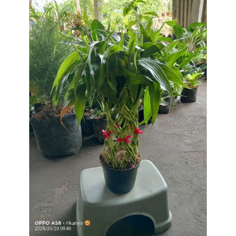 Bambu Anyam/Bambu Hoki + POT (full set)