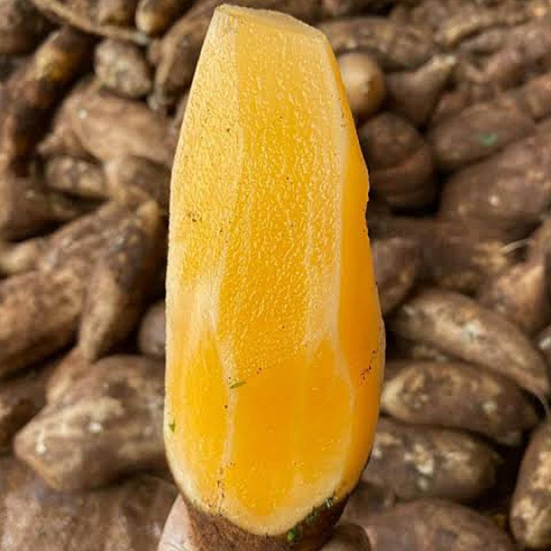 

Ubi Yakun 800Gram - 1 KG