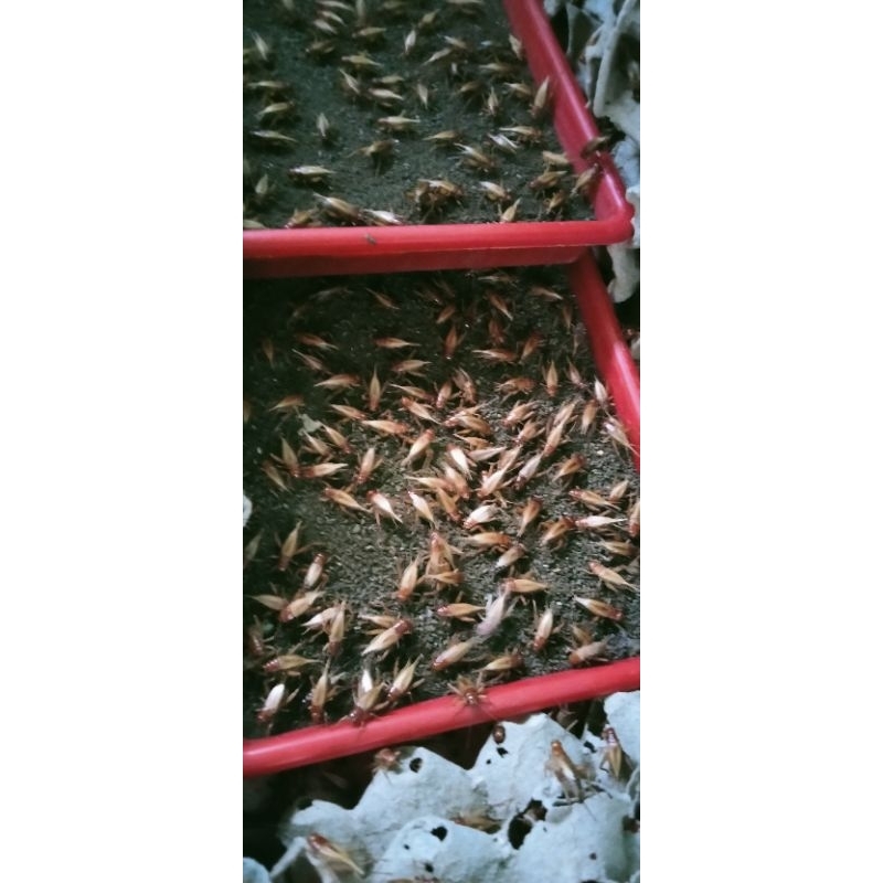 telur jangkrik madu 1kg