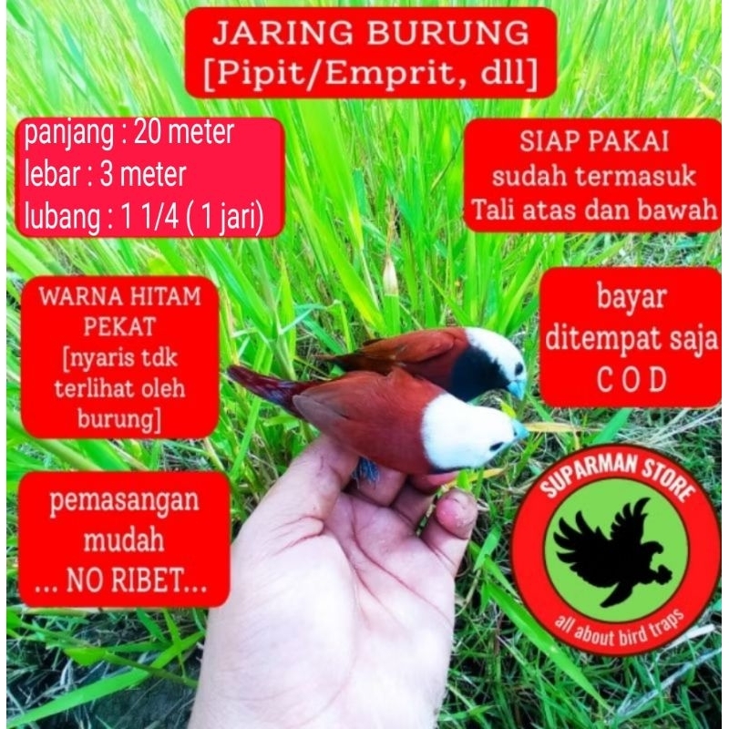 JARING BURUNG PIPIT JALA JARING BURUNG HAMA EMPRIT JALA JEBAKAN JALA JARING BURUNG EMPRIT PIPITJARIN