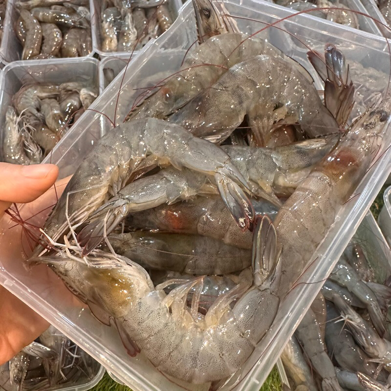 

Udang Vaname asli tambak size 30-40 ekor / kg ( 500 gram : 15-20 Ekor ) dan 40-50 ekor / kg ( 500 gram : 20-25 ekor )