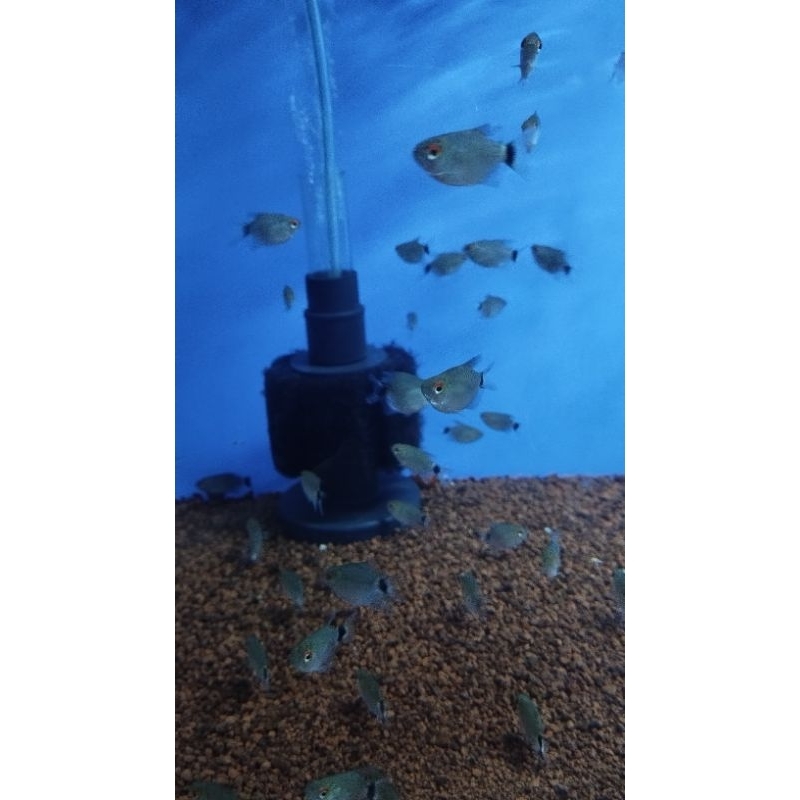 ikan hias manosa balon ikan hias aquarium per ekor