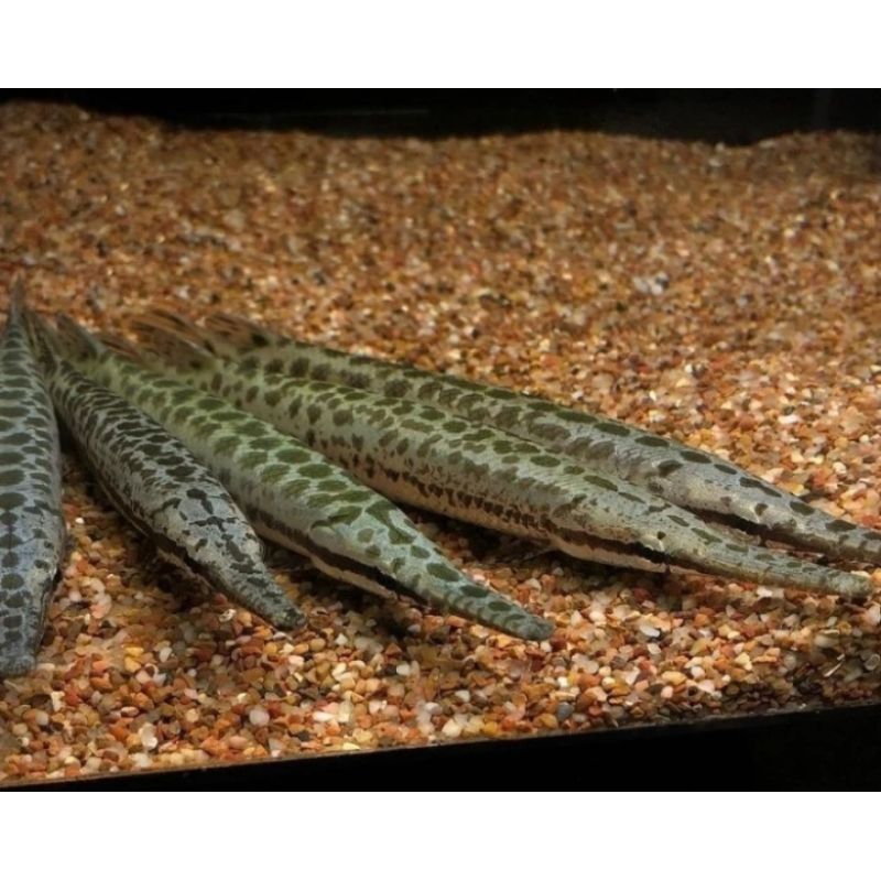 

HIASAN AQUARIUM/FLORIDA GAR