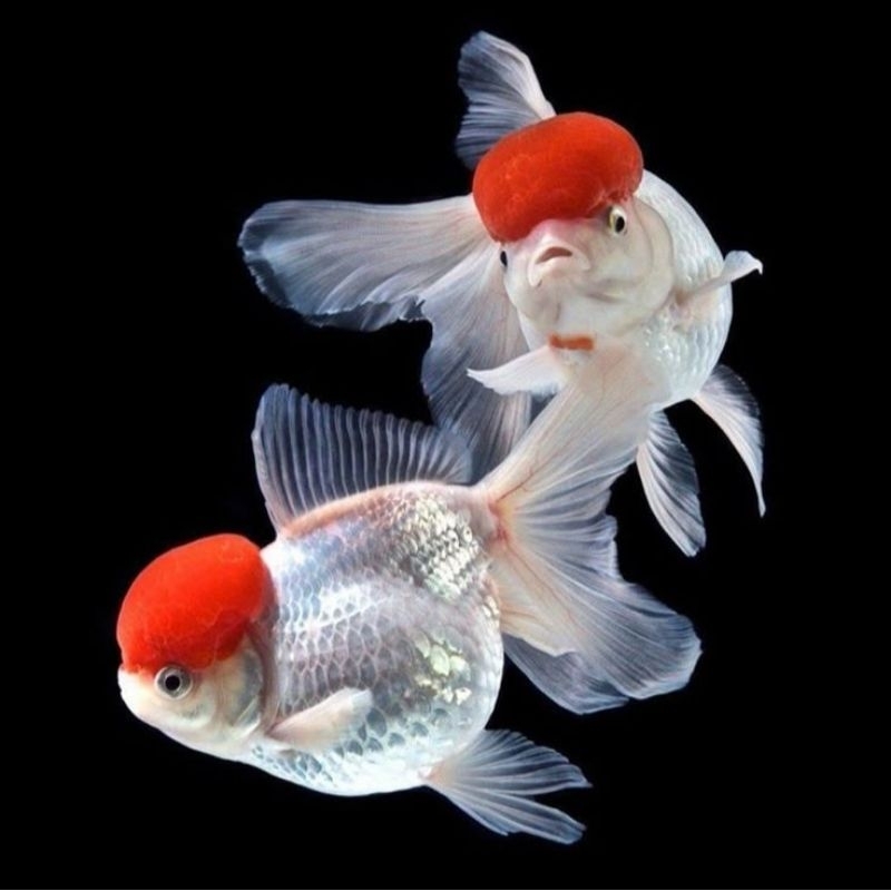 Ikan Hias Koki Oranda Red Cap Size L Oranda Goldfish Red Cap Koki Oranda Kepala Merah Hiasan Aquariu