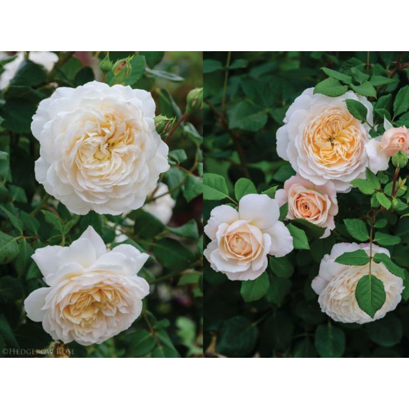 MAWAR IMPORT CROCUS (indukan)