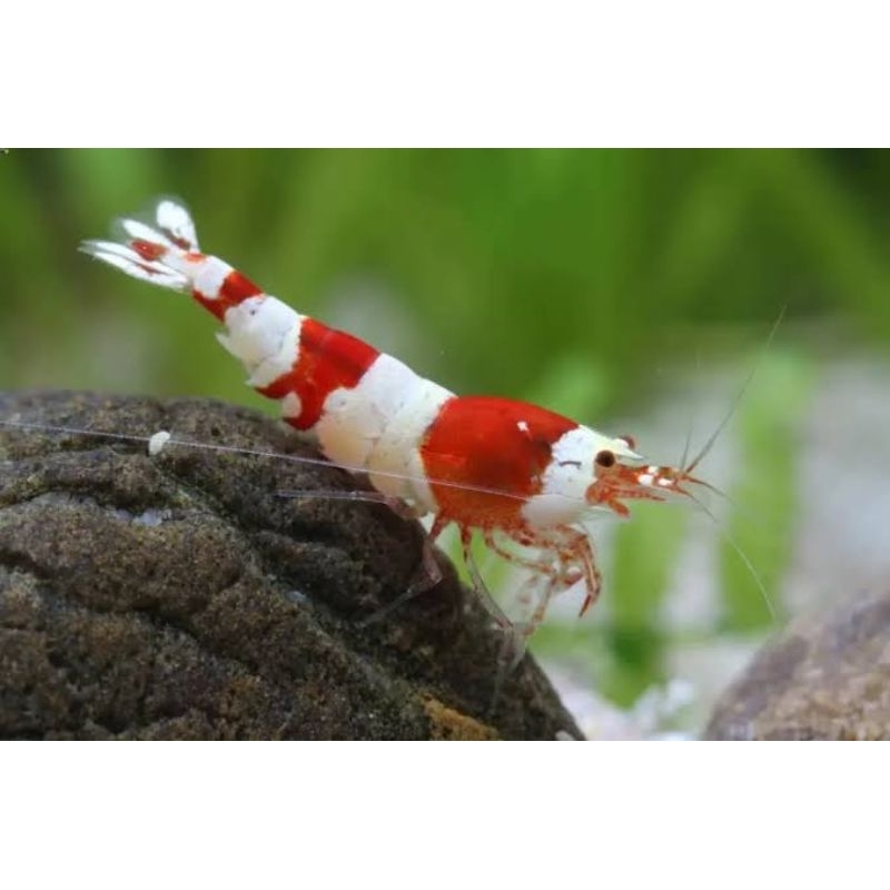 Hiasan Udang Aquascape Red Bee/Udang Pemakan Alga/Alga Eater Shrimp/Caridina