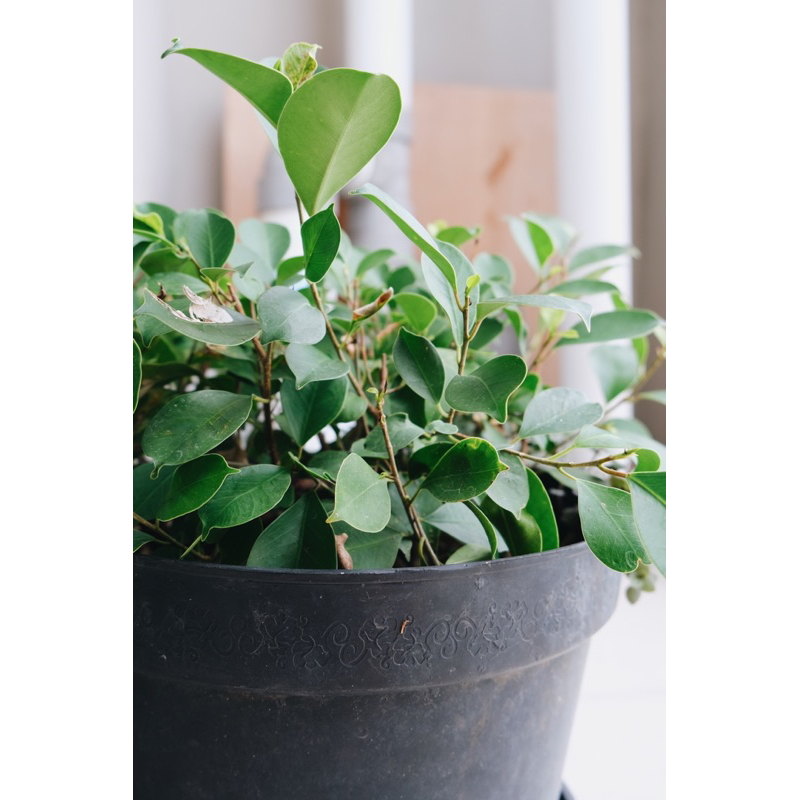 Bibit Tanaman Bonsai Kimeng (Ficus Microcarpa) (cut)