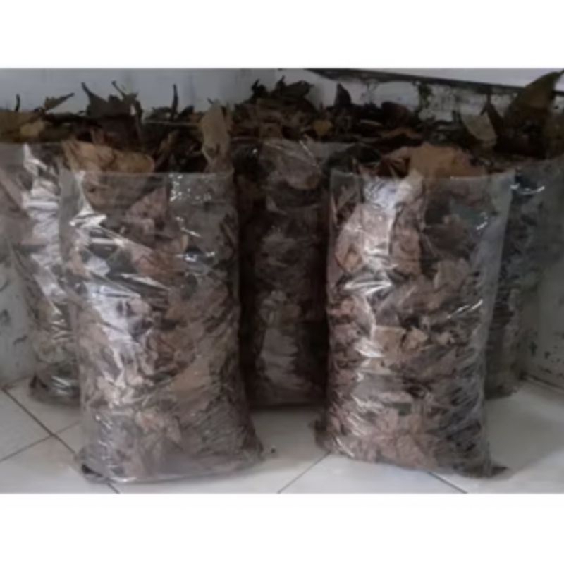 

daun ketapang laut super permntasi 1000gram/1kg