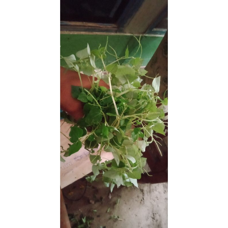 

Daun sirih cina 200gram daun sirih tanaman obat herbal