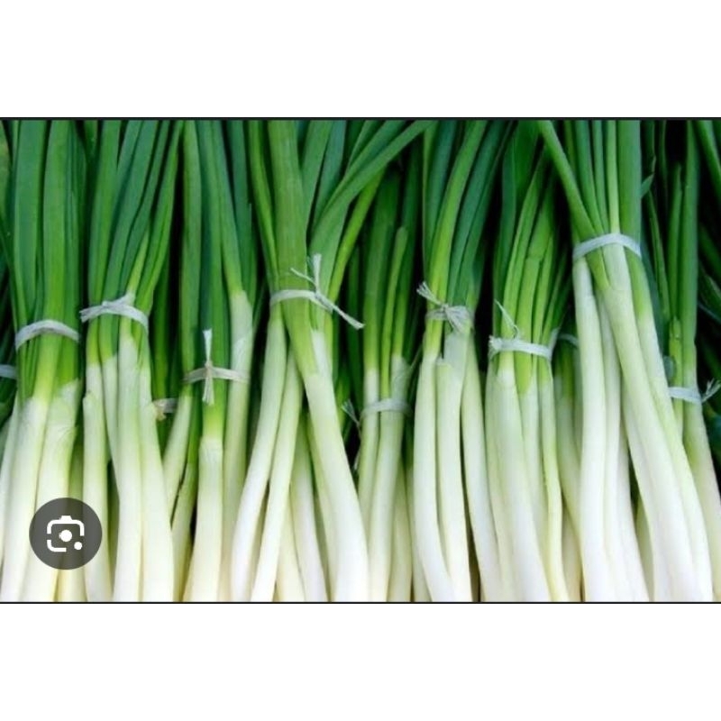 

DAUN PRE