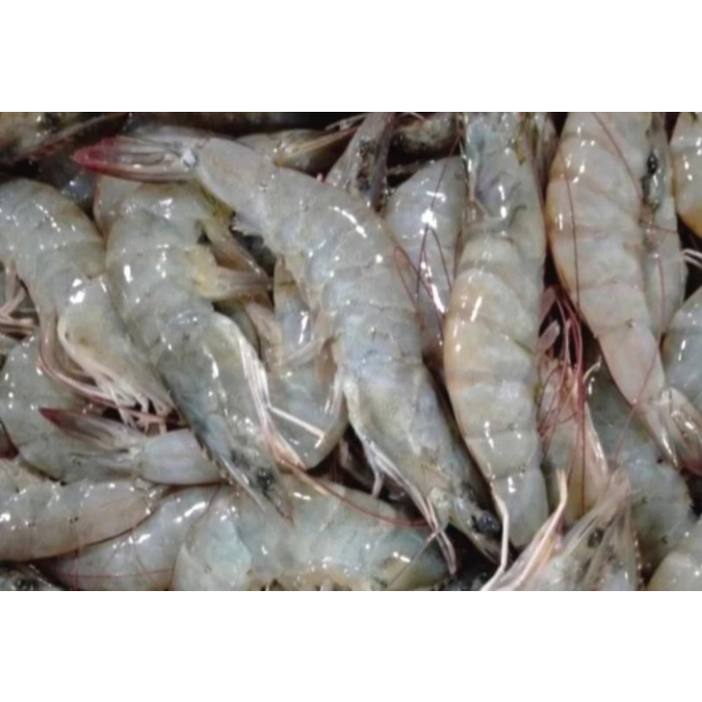 

Udang Utuh Segar Fresh Beku