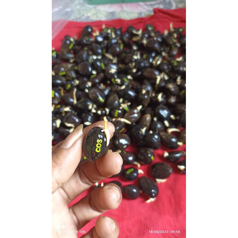 bibit kecambah sawit unggul