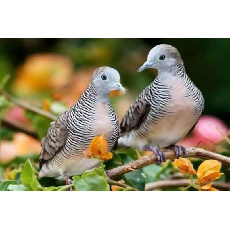 Burung perkutut bangkok