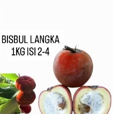 

BUAH BISBUL MENTEGA