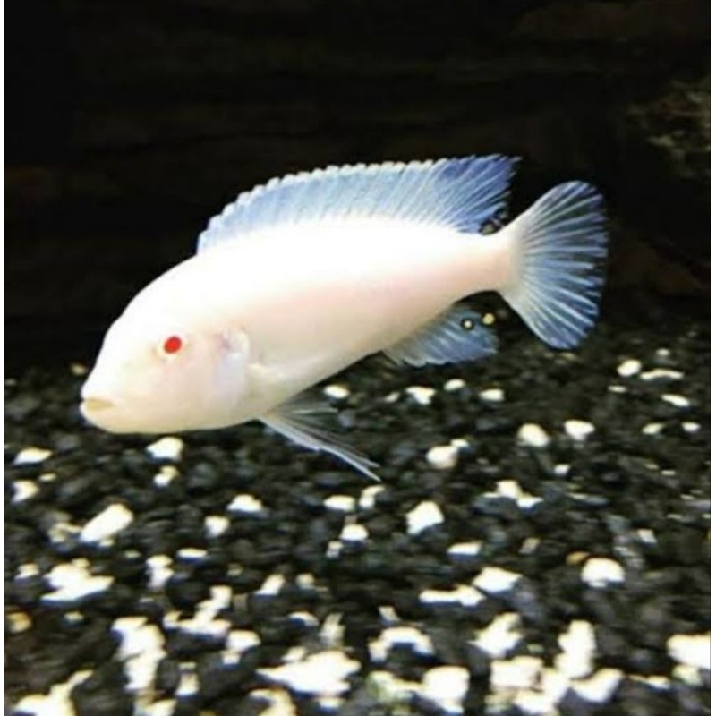 

ikan snow white kecil ikan ciclid per ekor