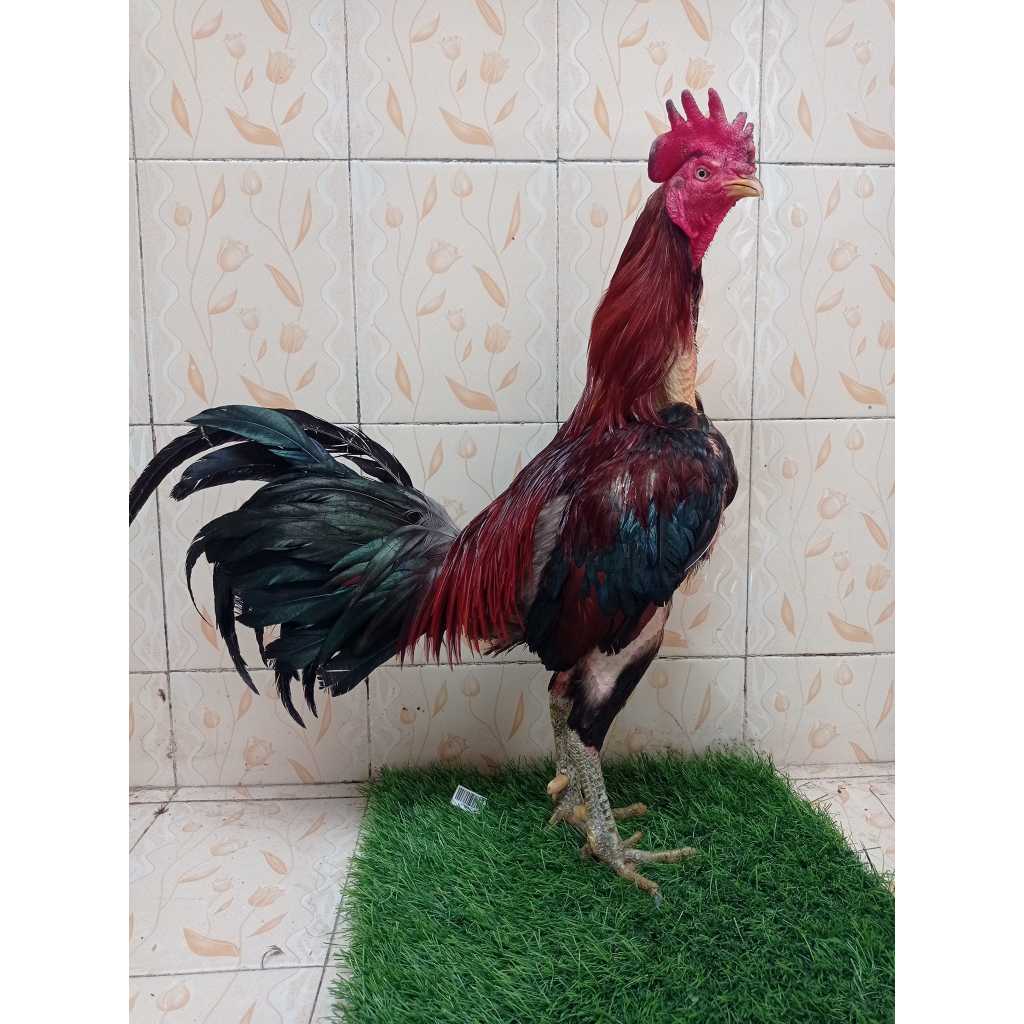 

Telur Fertil Ayam Pama Cliper