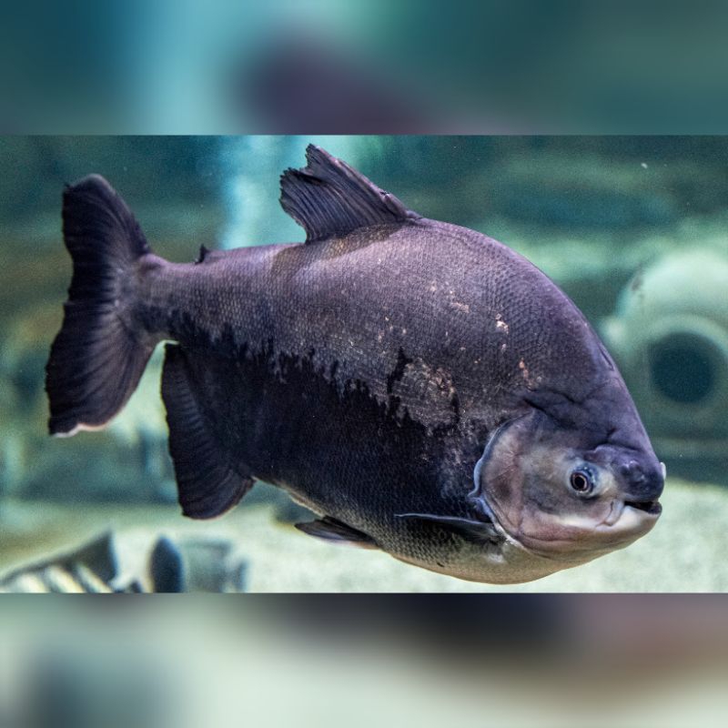 Ikan Hias Black Pacu Ikan Bawal Hitam Size S Hiasan Aquarium Kolam Tank Aquascape