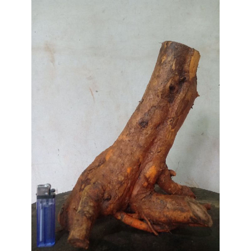 BAHAN BONSAI SISIR KALIAGE CONDONG SEDANG