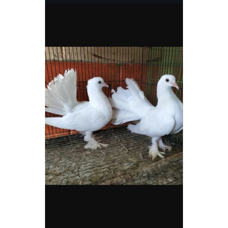 MERPATI KIPAS 1 PASANG