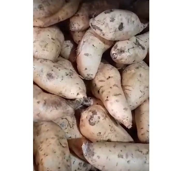 

Ubi Cilembu Madu 1kg