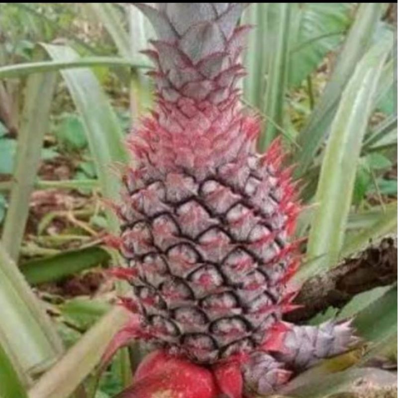 

BUAH NANAS MUDA PRESEH