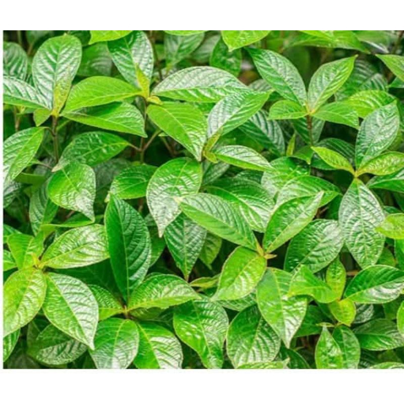 

daun keji beling/ pecah beling per 100 lambar termurah