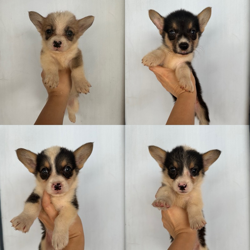 anak anjing corgi