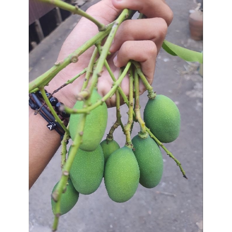 

Asam anum 1 kg