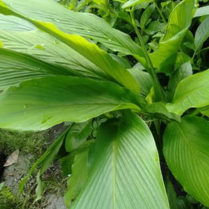 Daun kunyit kuning segar paket 1 kg