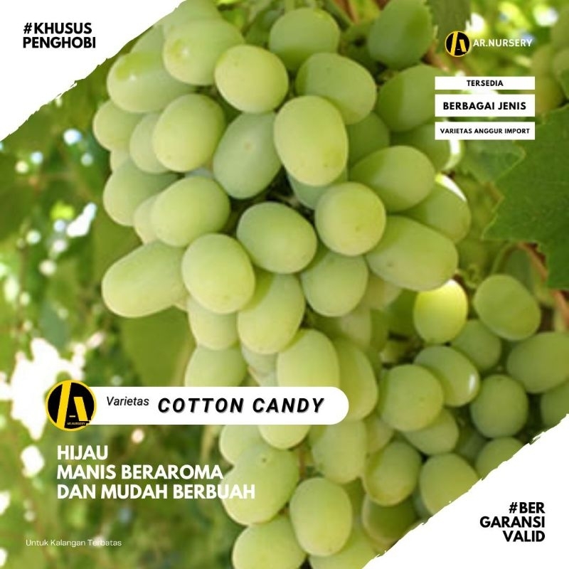 Bibit Anggur Cotton Candy