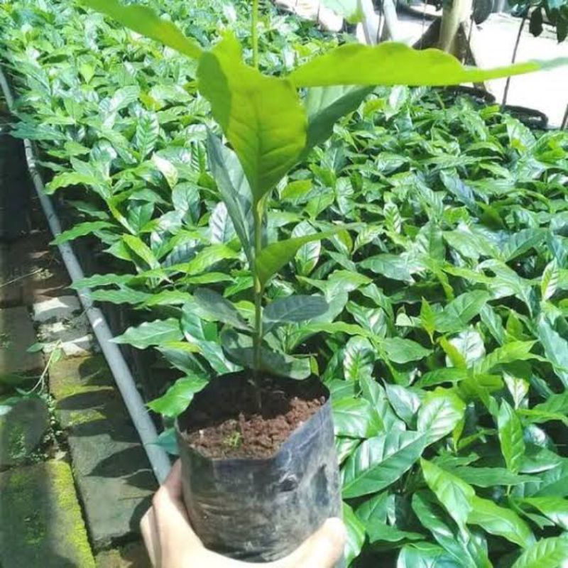 

BIBIT KOPI ROBUSTA 1 PCS SIAP TANAM