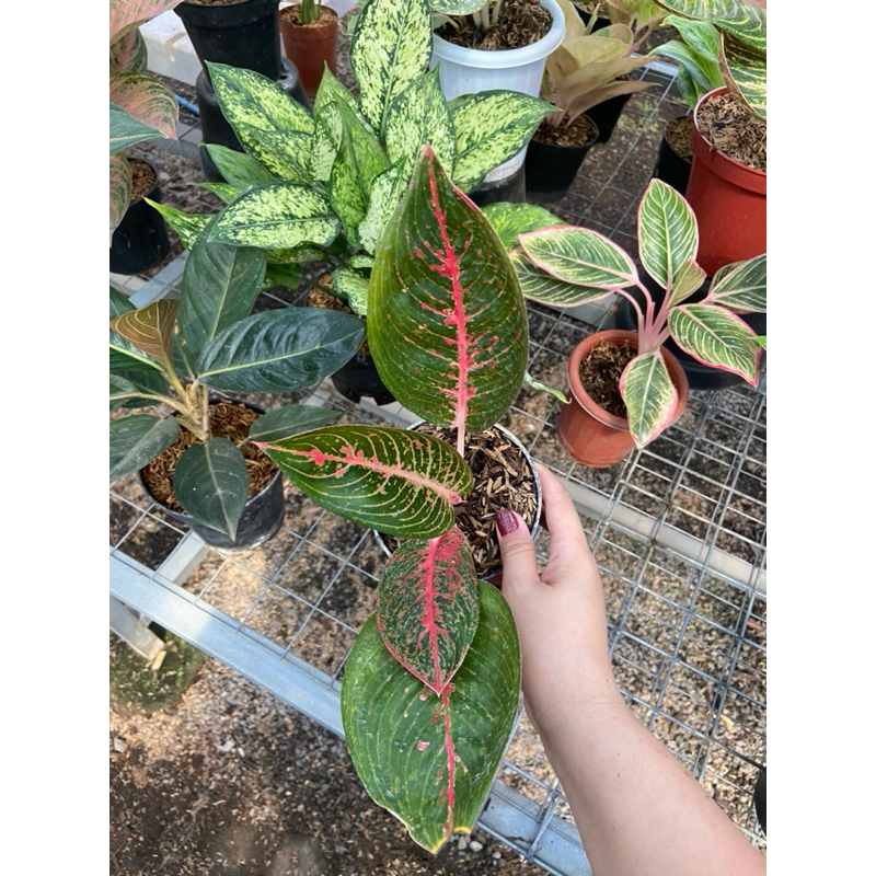 Aglaonema Adelia ekonomis