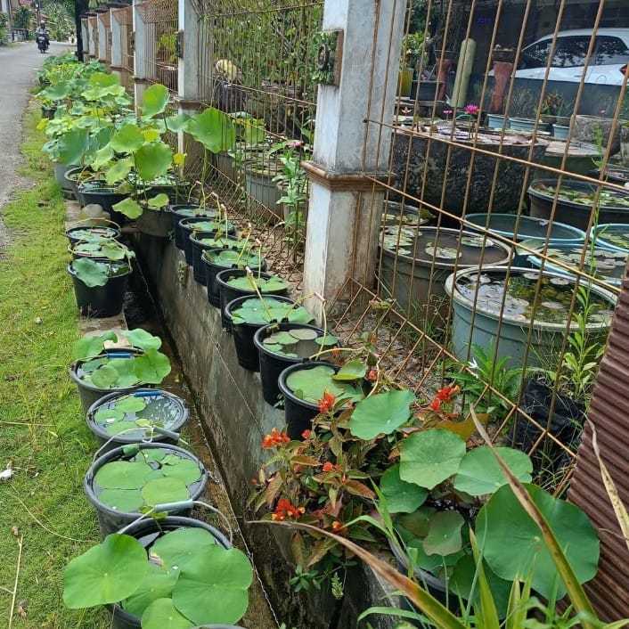 Biji Teratai Lotus Bibit Teratai Bibit Lotus Benih Lotus 100 biji