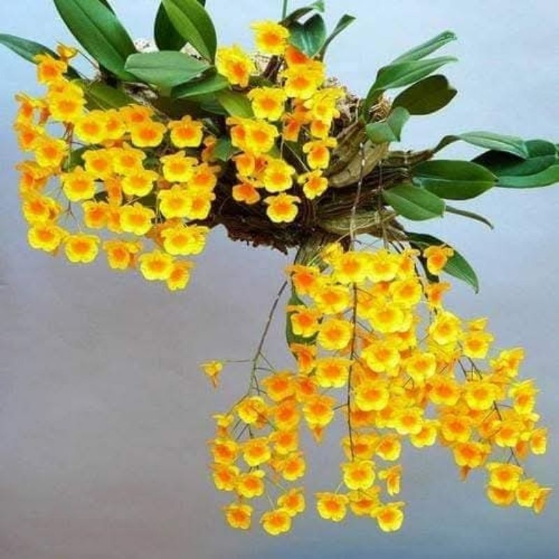 Dendrobium agregatum