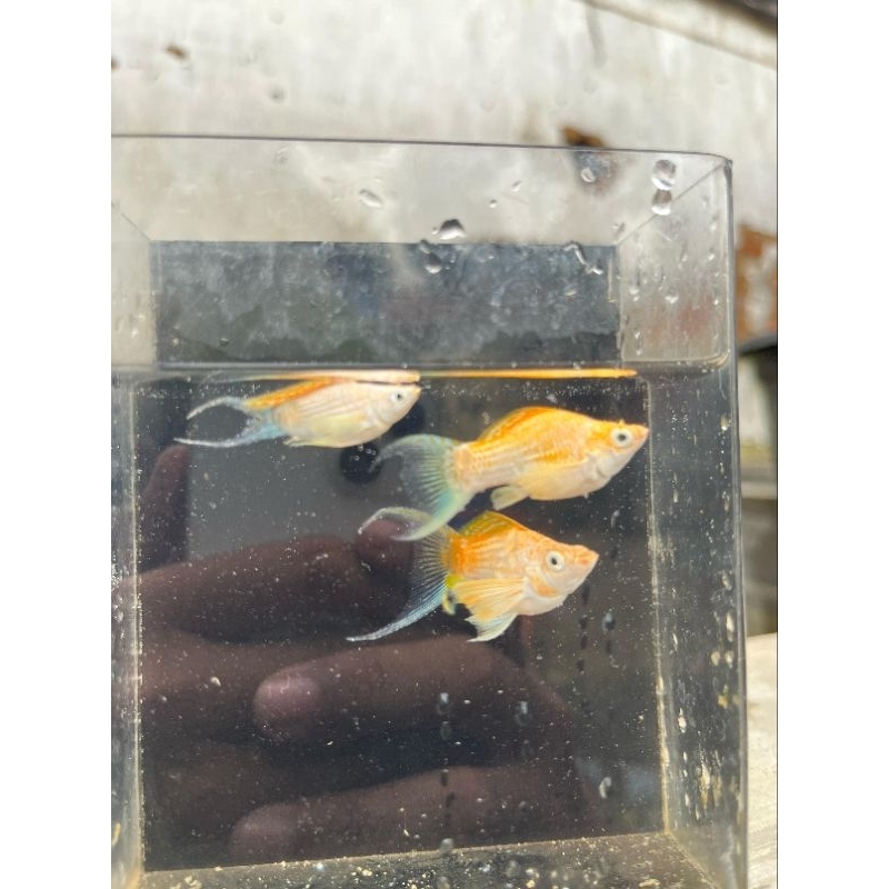 sepasang molly MERPATI THAILAND balon cawang