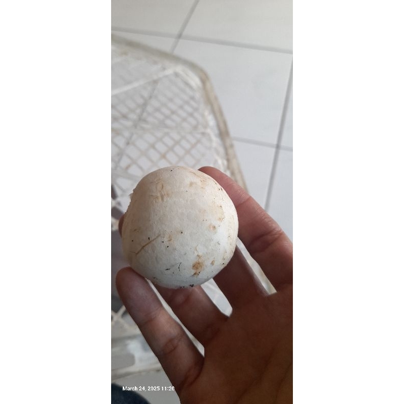 

Jamur champignon segar bandung